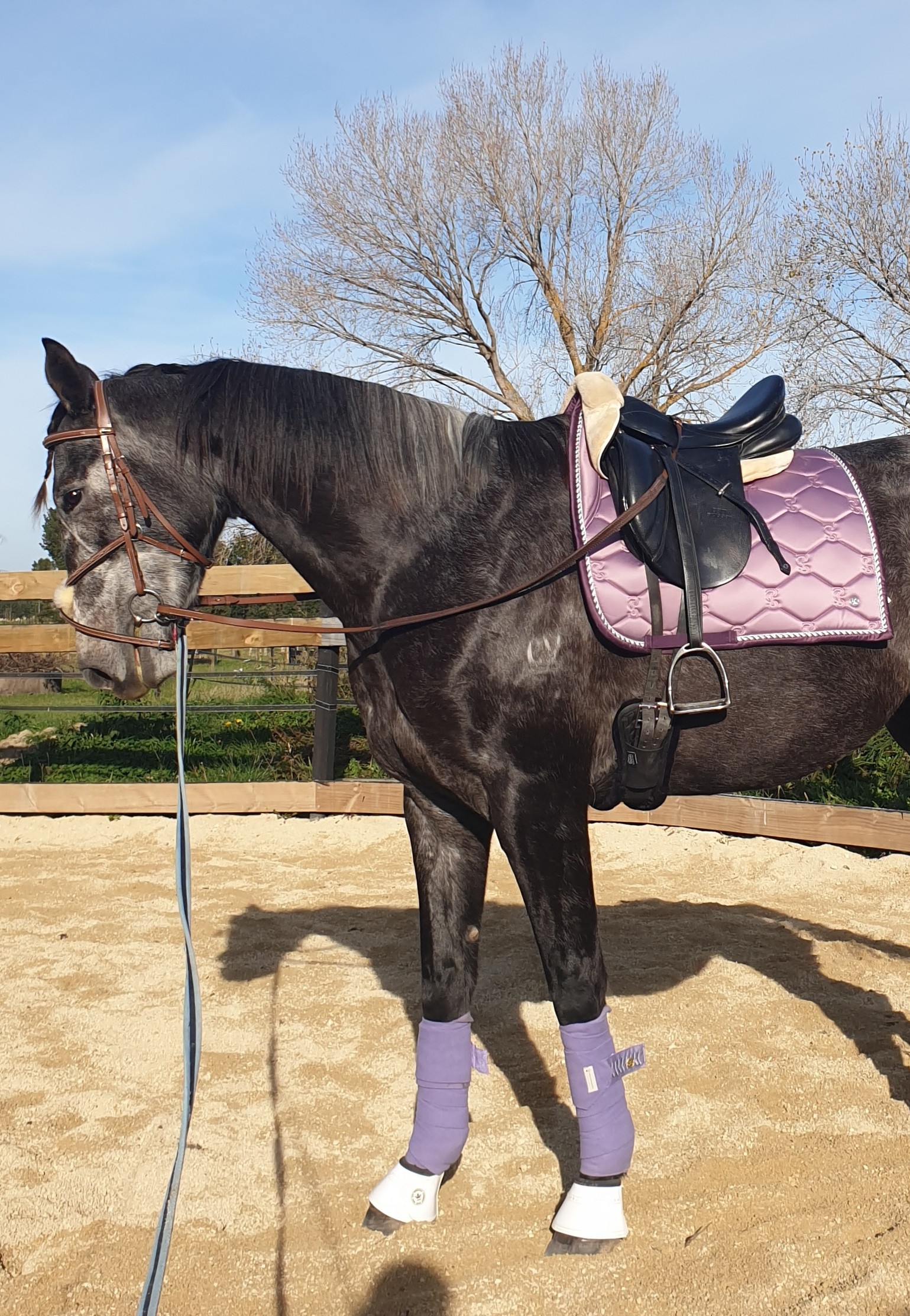 Equine Schooling